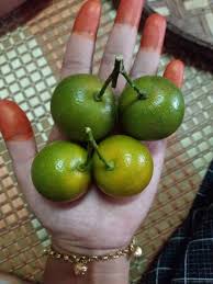 Limau Kasturi Kaya Vitamin C