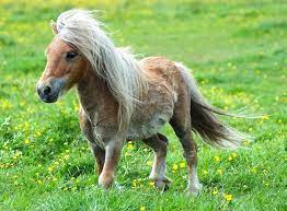 Si le falabella est le plus petit poney du monde, il ne faut pas y voir une facétie de la nature. Falabella Pony Fohlen Miniaturpferde Schone Pferde