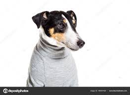 Image result for foxteriér hladkosrstý