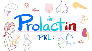 Image result for Prolactin