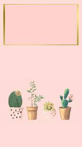 Iphone Wallpaper Iphone Background Succulent Cactus Iphonebackgrounds Iphone Wallpaper Cactus Backgrounds Aesthetic Iphone Wallpaper