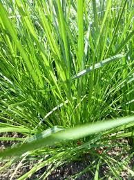 Image result for Eragrostis gummiflua