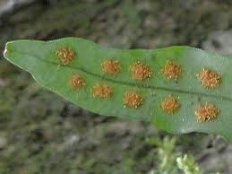 Image result for Lepisorus schraderi