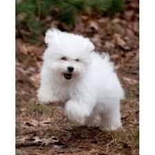 Maybe you would like to learn more about one of these? Bolognese Masters Bolognese Breeder In East Bridgewater Massachusetts