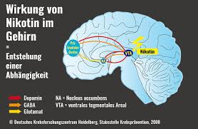 Das gehirn (cerebrum) ist das zentrale steuerungsorgan des körpers und sitz von geist und seele. Verdeckte Konditionierung