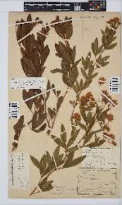 Image result for Pearsonia cajanifolia