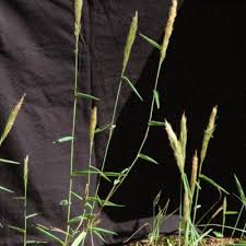 Image result for Leptocarydion vulpiastrum