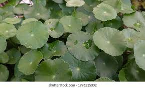Image result for Hypertelis umbellata