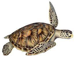Turtle Cartoon Drawing Turtle Png Image And Clipart Turtle Marine Turtle Sea Turtle