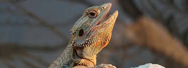 Let your dragon bathe for anywhere from 10 to 30 minutes. Bearded Dragon Diet Food List Feeding Tips Petsmart