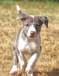 Great dane lab mix vet reviews 3 reasons to avoid. Pin By Lisa Bustos On My Friends Australian Shepherd Puppies Wolf Dog