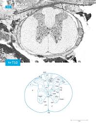 Yu ny et al., complementing tissue characterization by integrating transcriptome profiling from the human protein atlas and from the fantom5 consortium. Atlas Of The Rat Spinal Cord Sciencedirect