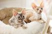 Mantang Cornish Rex