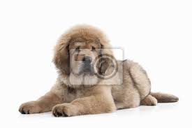 Mastif tybetanski w kategorii psy bez rodowodu. Pies Mastif Tybetanski Puppy Na Bialym Tle Fototapeta Fototapety Piekny Psina Dog Angielski Myloview Pl