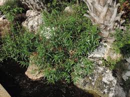 Image result for Ludwigia erecta