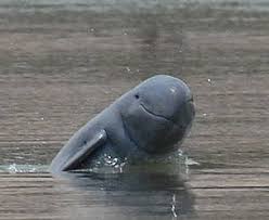 Irrawaddy Dolphin Wwf