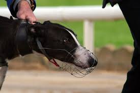 Greyhounds (great hounds) in not: Leid Hinter Der Rennbahnkulisse Greyhounds In Irland Hunde