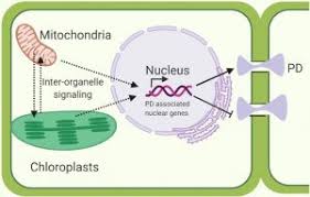 Because of the size of the vacuoles in plant cells, often occupying most of the space in each cell, they are used for many of the functions for which animal cells use other organelles. Plantae Review Organelles Nucleus Plasmodesmata Signaling And Roles In Plant Physiology Metabolism And Stress Responses Curr Opin Plant Biol Plantae