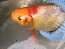 Maybe you would like to learn more about one of these? How To Tell The Gender Of A Fish Aquatic Veterinary Services