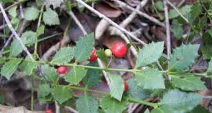 Image result for Crossopetalum
