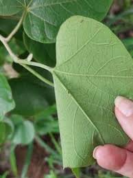 Image result for Thespesia garckeana