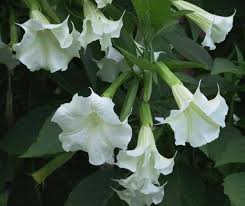 Pin On Flores Brancas