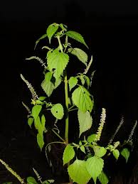 Image result for Basilicum polystachyon