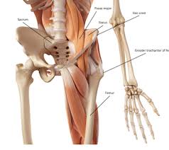 Pelvic region of the abdominopelvic cavity. Muscles Of The Pelvic Girdle Lower Limbs Structure Movement Function Study Com