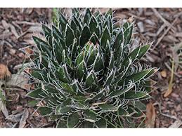 Image result for Hippocratea parviflora