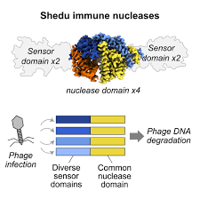 Bacterial Shedu immune nucleases share a common enzymatic core regulated by  diverse sensor domains: Molecular Cell