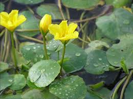 Image result for Nymphoides milnei
