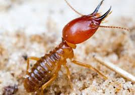 Get the best pest control service in hyderabad for homes and offices with rentokil pci, india's leading pest control brand. Aps Pest Control Services