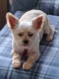 Hello my name is Leon Please to meet you all 🐶❤️🐶