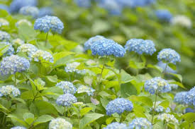 Image result for Hydrangea macrophylla bela obrázek