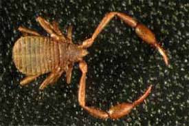 Image result for Pseudocyclosorus