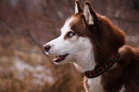 Although white, black, and gray are the if you're looking to buy a red husky puppy, expect to pay at least $600, all the way up to $2500. What Is A Red Siberian Husky Here Are The Facts