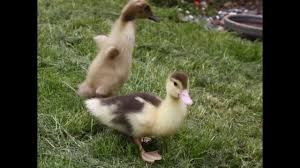 Ducklings Growing Up Youtube
