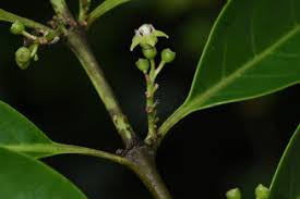 Image result for Pyrostria