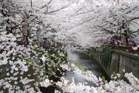 Yuk lihat keindahannya di awal musim semi di jepang: Musim Semi Bunga Sakura Jepang 1280x857 Wallpaper Teahub Io