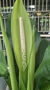 Image result for dieffenbachia flower