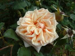 Rosa 'Adam' (ClT)|rose 'Adam'/RHS Gardening