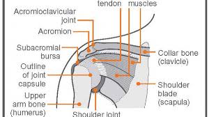 Exercise Advice For Shoulder Pain The Chartered Society Of