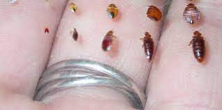 bed bug identification signs and picutres guide bed bugs pictures bed bugs signs of bed bugs