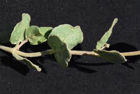 Image result for Commicarpus pentandrus