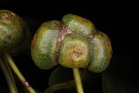 Image result for Morinda lucida