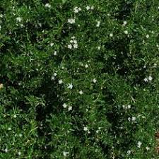 Image result for Bauhinia bowkeri