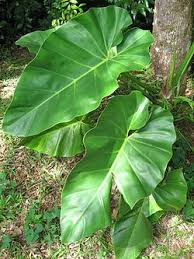 Philodendron Wikipedia Bahasa Indonesia Ensiklopedia Bebas