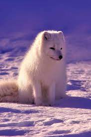 A Cute And Beautiful Arctic Fox Cute Fox Arctic Cuteanimals Theworldisgreat Arctic Animals Animals Animals Wild