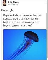 Cevap Cok Ba Komik Internet Fenomenleri Mizah Alintilari Gercekler