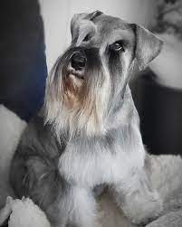 See more ideas about schnauzer, schnauzer puppy, miniature schnauzer puppies. Schnauzer Cuts Grooming Service Facebook